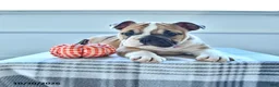 English Bulldog dogs for sale: Bambi - Ad 4