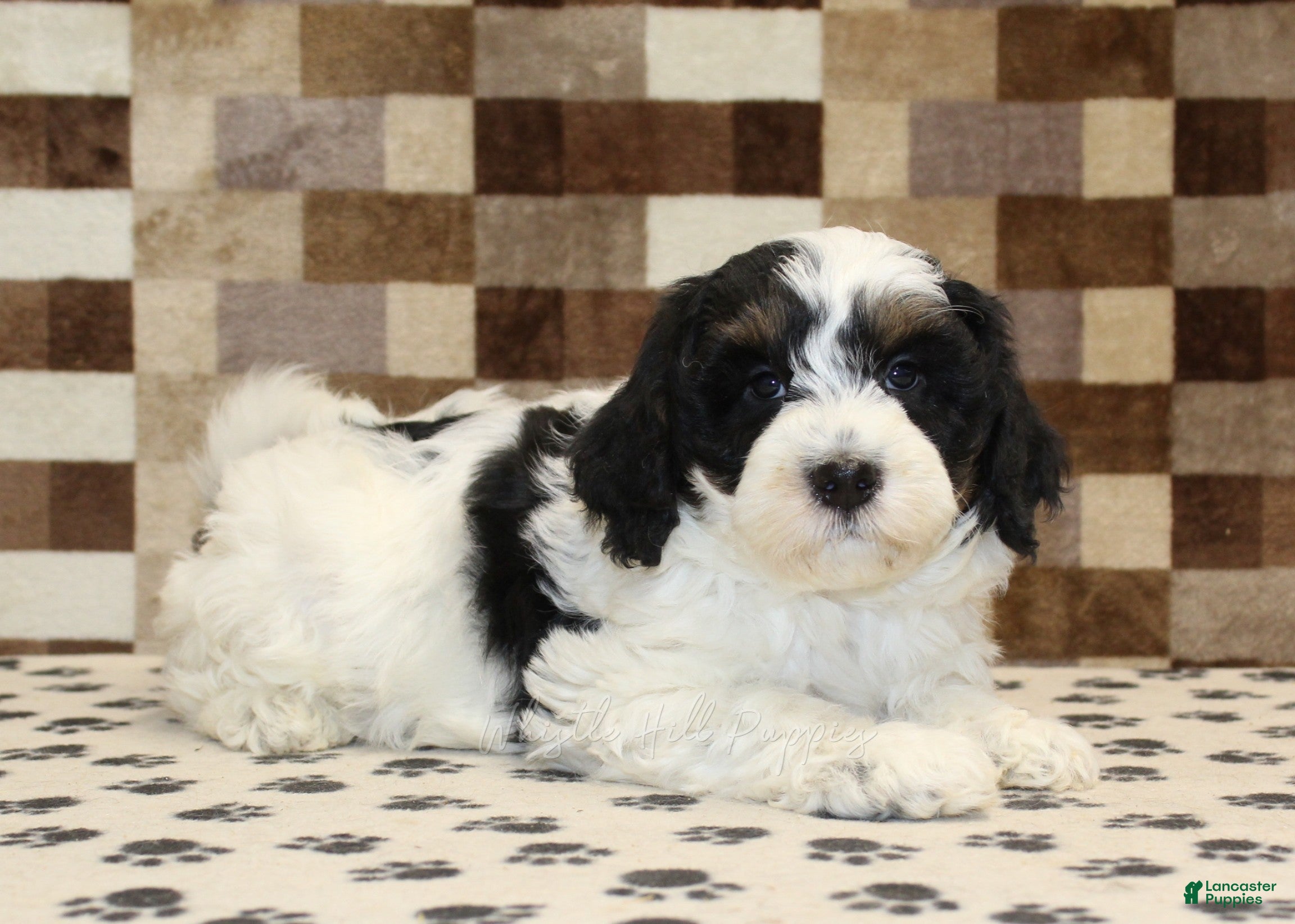 Mini Bernedoodle dogs Louie - Ad 2