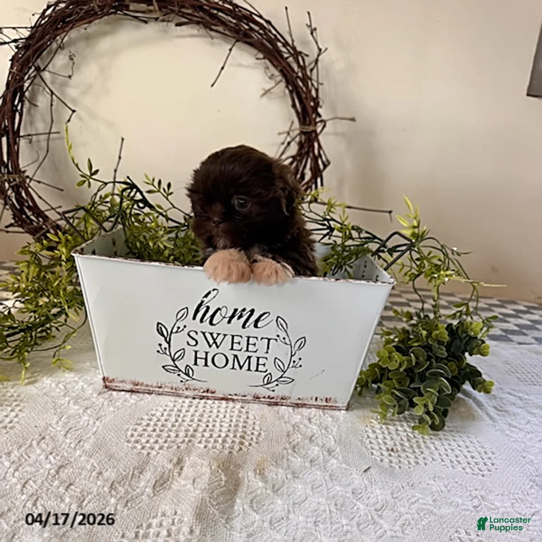 Shih Tzu dogs for sale: Julia - Ad 3