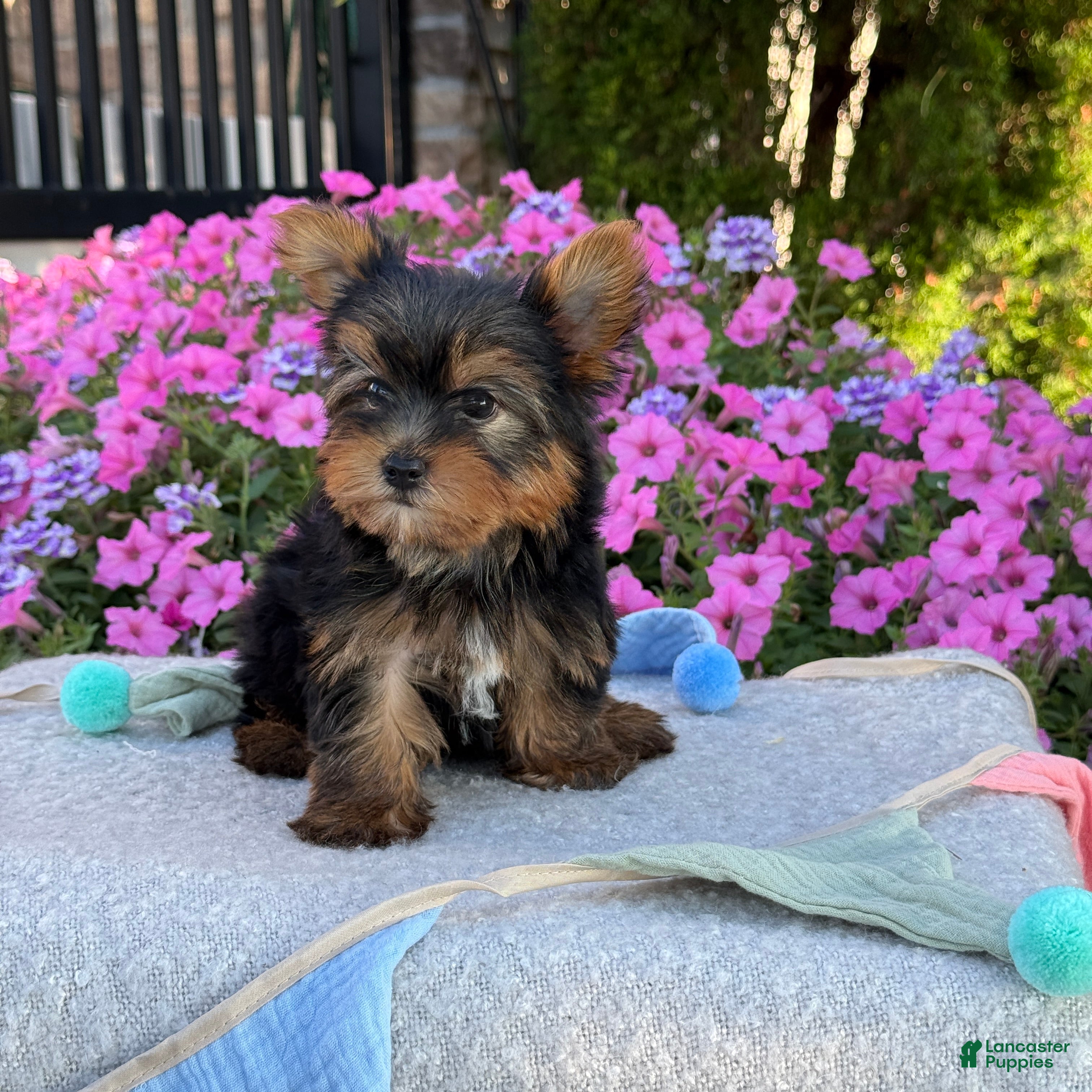 Yorkshire Terrier dogs Ira - Ad 2