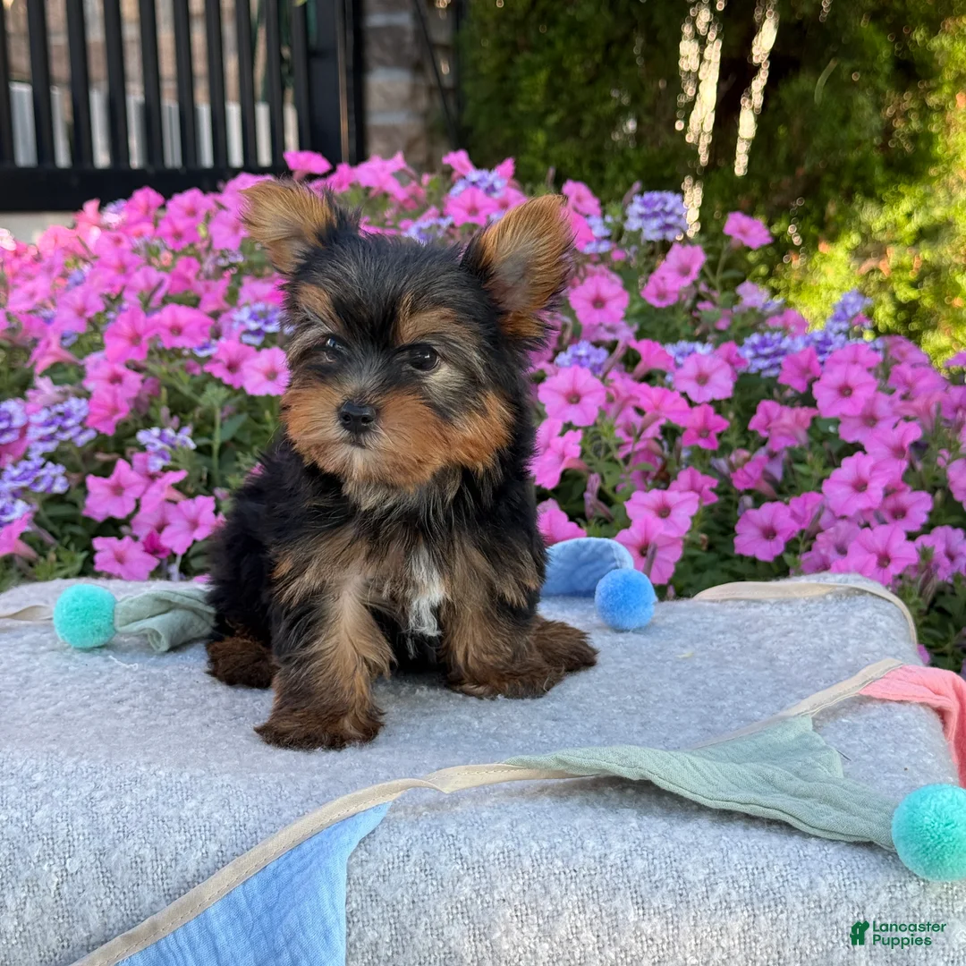 Yorkshire Terrier dogs for sale: Ira - Ad 2