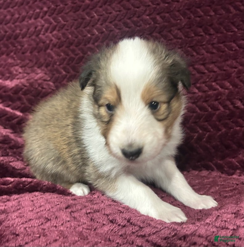 Shetland Sheepdog dogs Lily - Ad 1