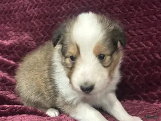 Shetland Sheepdog dogs for sale: Lily - Ad 4