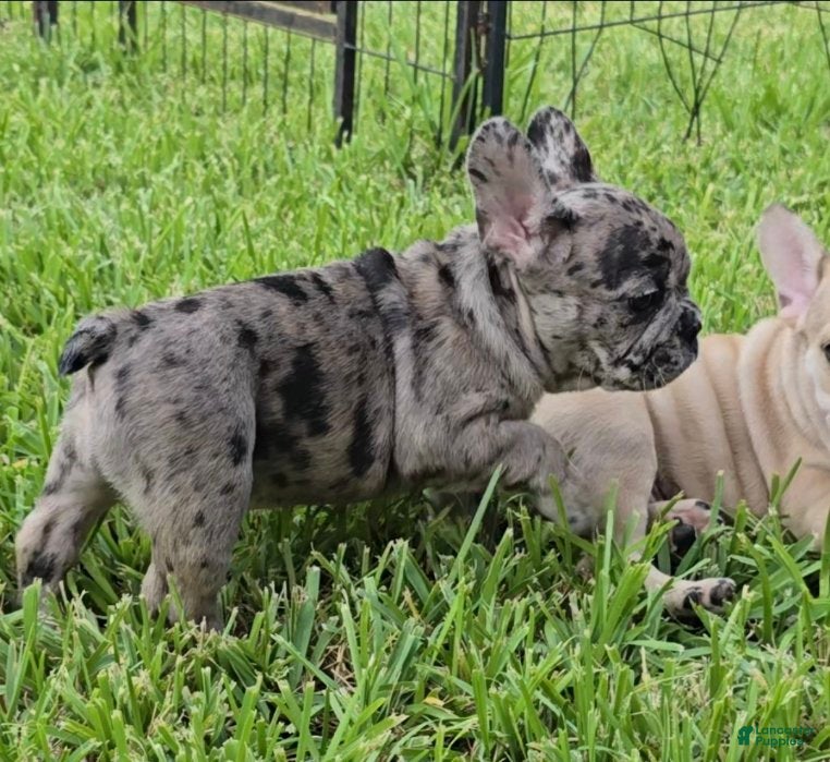 French Bulldog dogs Heidi - Ad 2