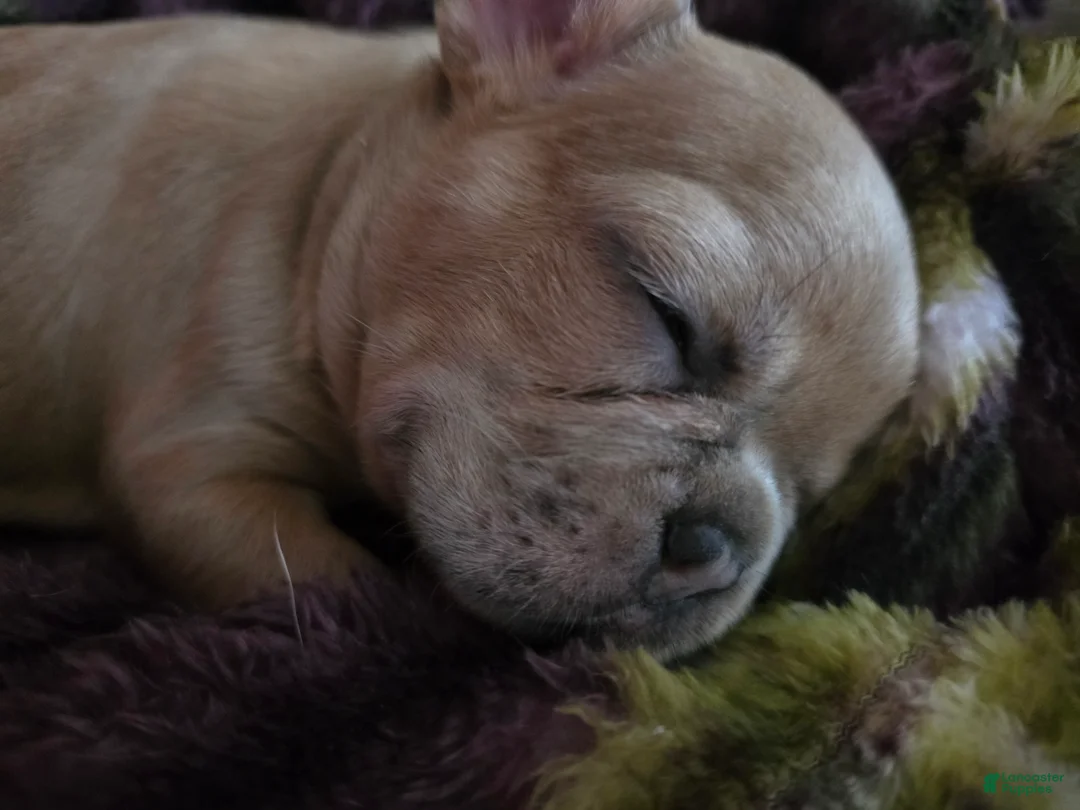 French Bulldog dogs for sale: Scrappie - Ad 1