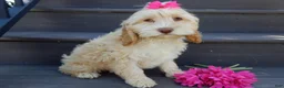 Cockapoo dogs for sale: Gracie - Ad 6