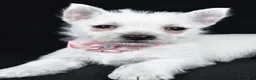 West Highland Terrier dogs for sale: Alice - Ad 3