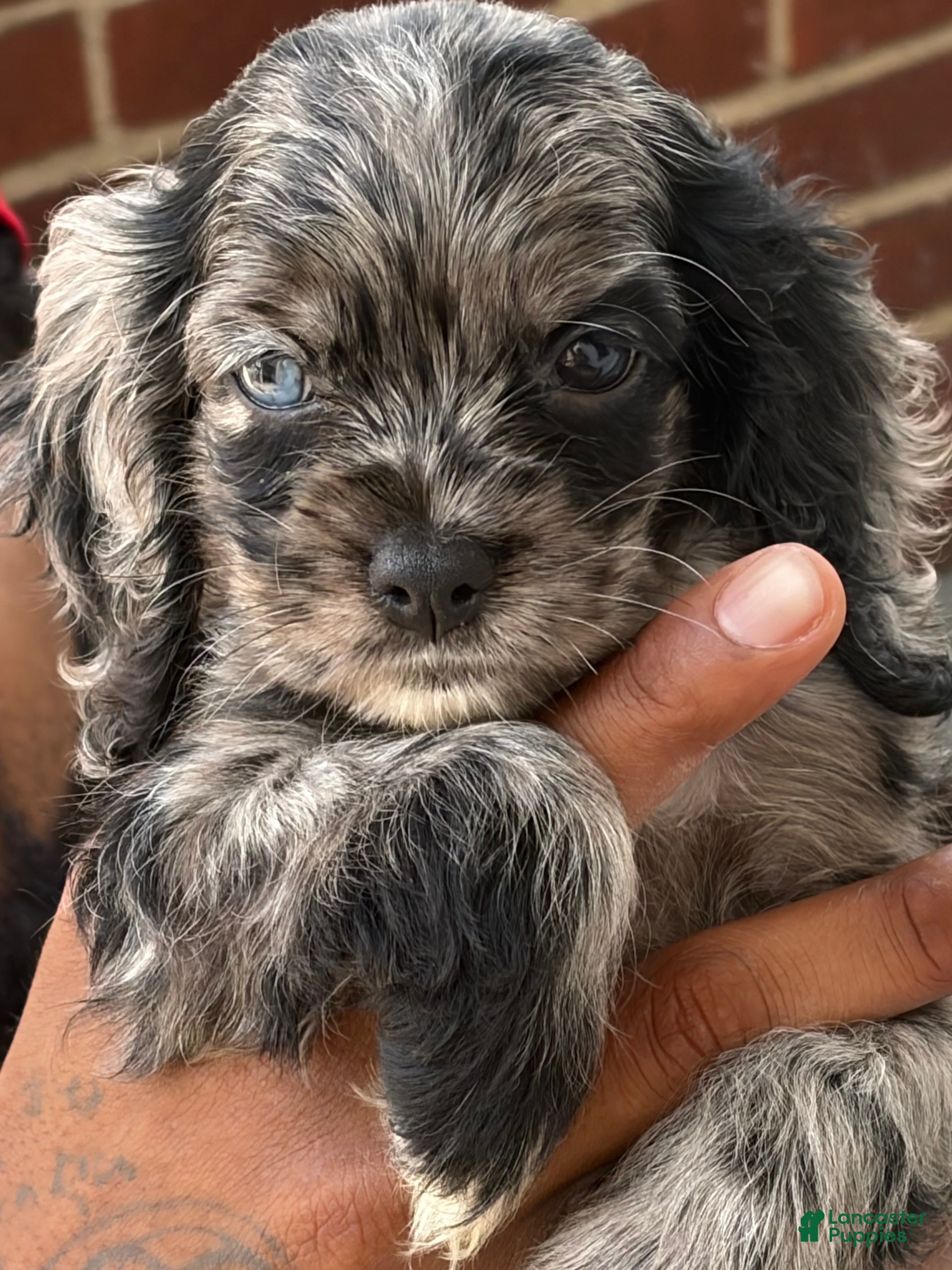 Cocker Spaniel dogs Cocker Spaniel 1 - Ad 30