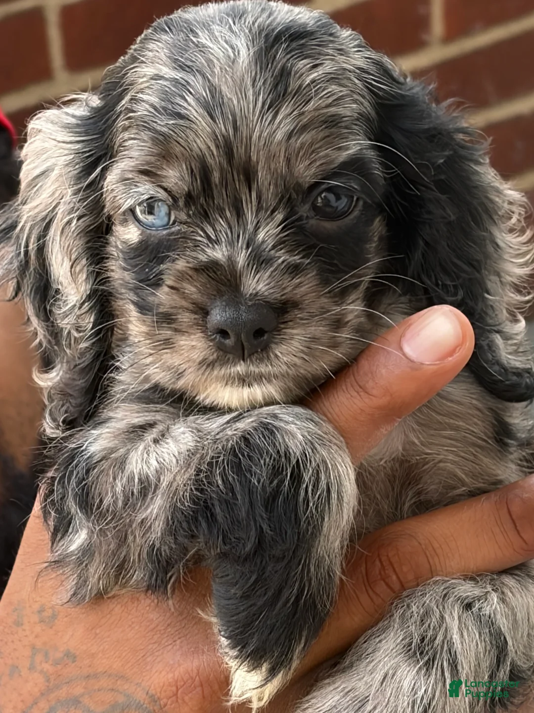 Cocker Spaniel dogs for sale: Cocker Spaniel 1 - Ad 1