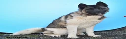 Akita dogs for sale: Tena - Ad 4