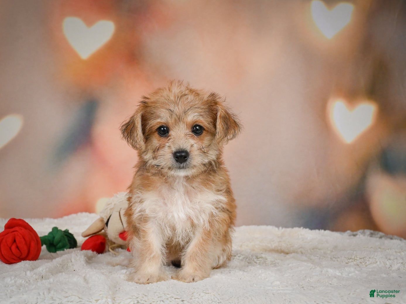 Yorkiepoo dogs Becca - Ad 1