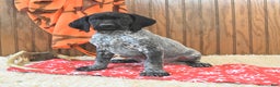 German Shorthaired Pointer dogs for sale: Dutch - Ad 4