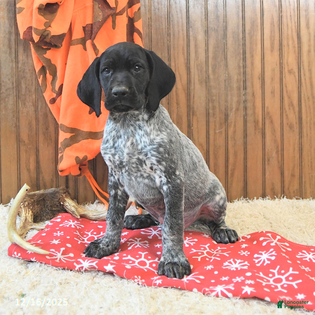 German Shorthaired Pointer dogs for sale: Dutch - Ad 4