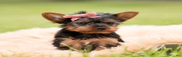 Yorkshire Terrier dogs for sale: Ellie - Ad 5