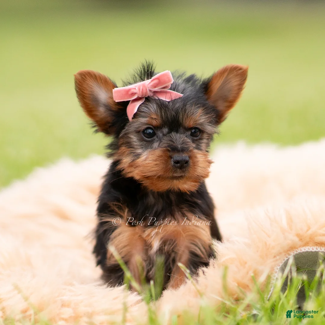Yorkshire Terrier dogs for sale: Ellie - Ad 5