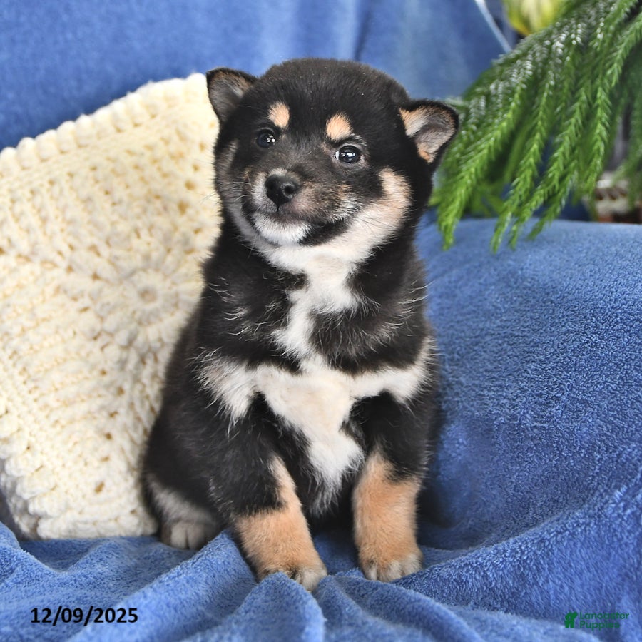 Shiba Inu dogs Pam - Ad 11
