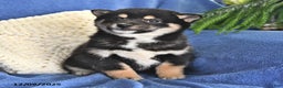 Shiba Inu dogs for sale: Pam - Ad 1