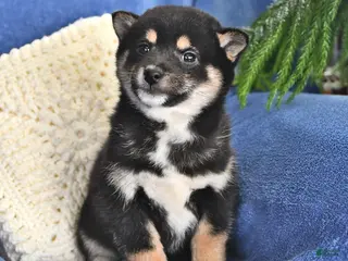 Shiba Inu dogs Pam - Ad 36