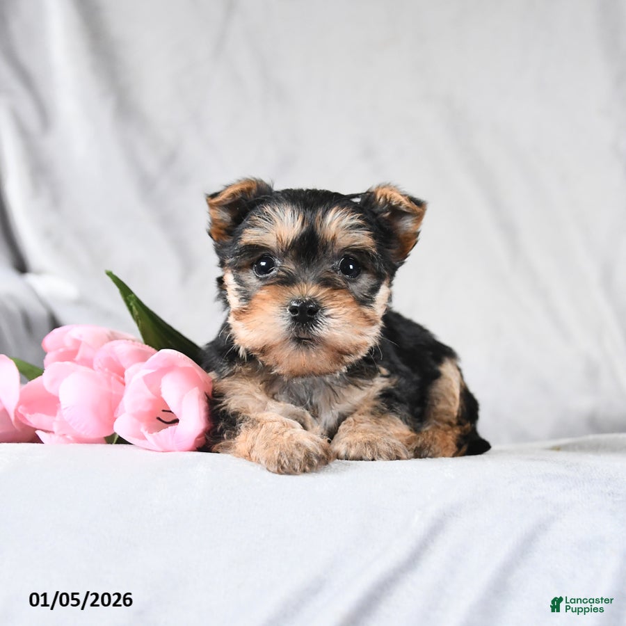 Morkie dogs Cody - Ad 20