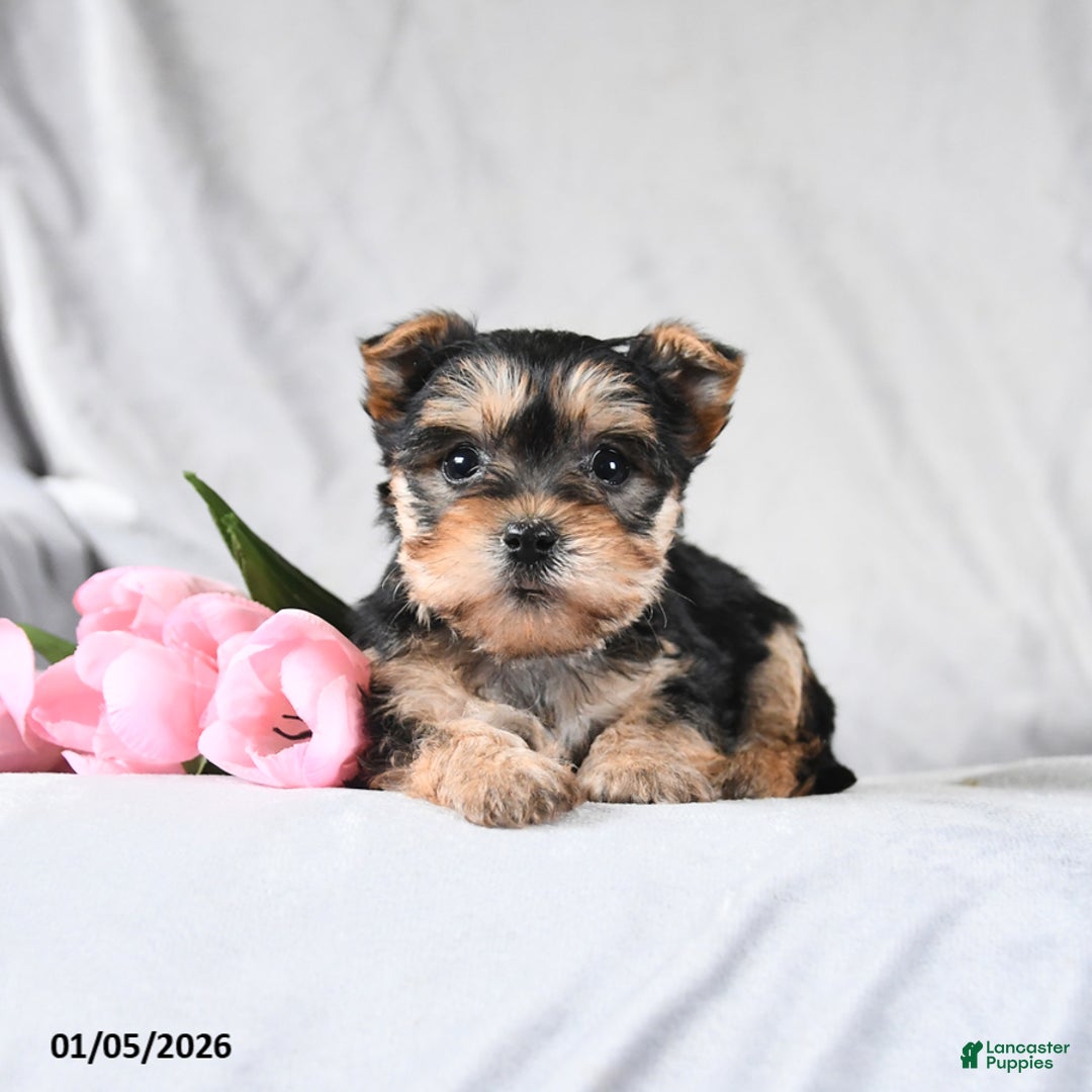 Morkie dogs for sale: Cody - Ad 1