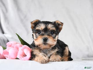 Morkie dogs Cody - Ad 22