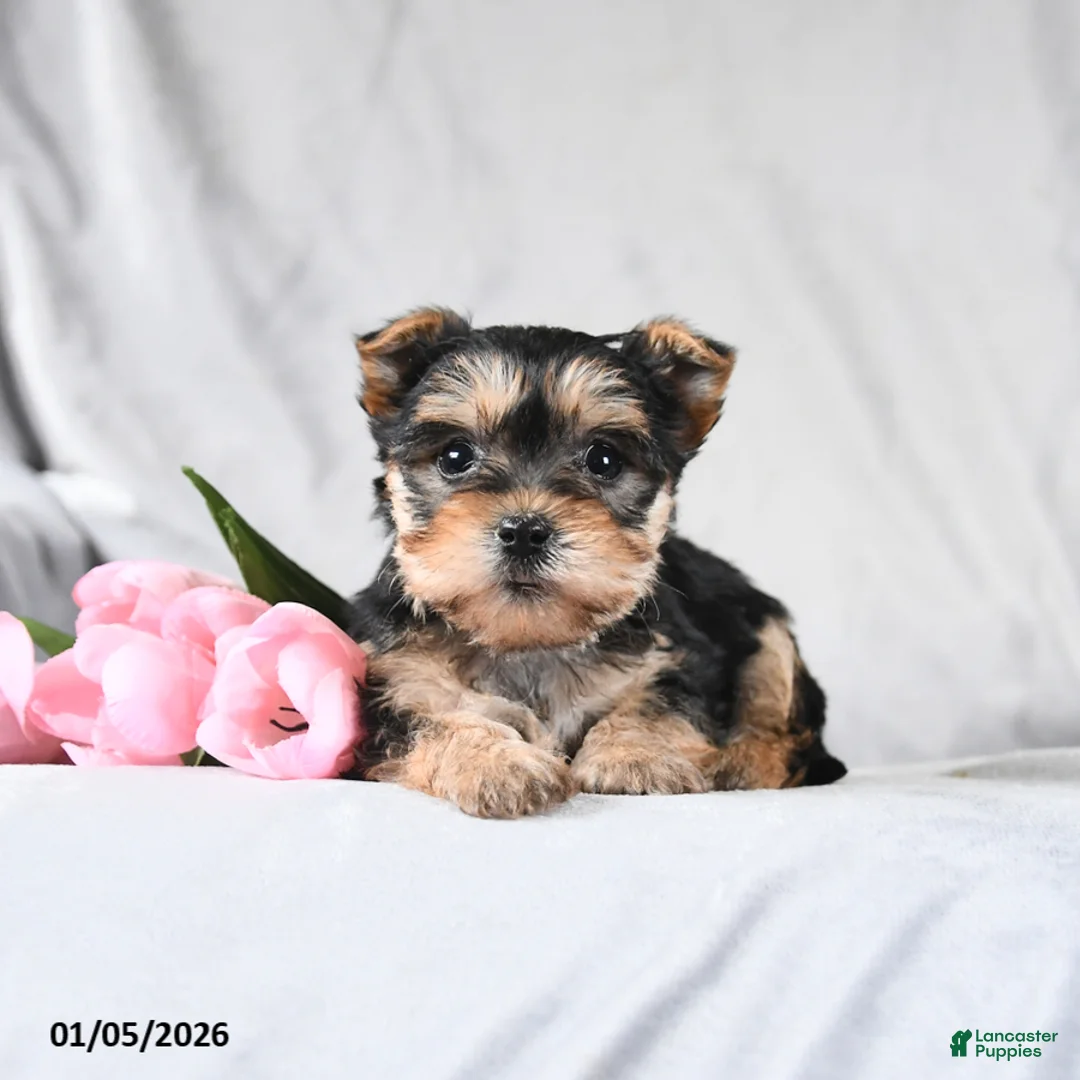Morkie dogs for sale: Cody - Ad 1