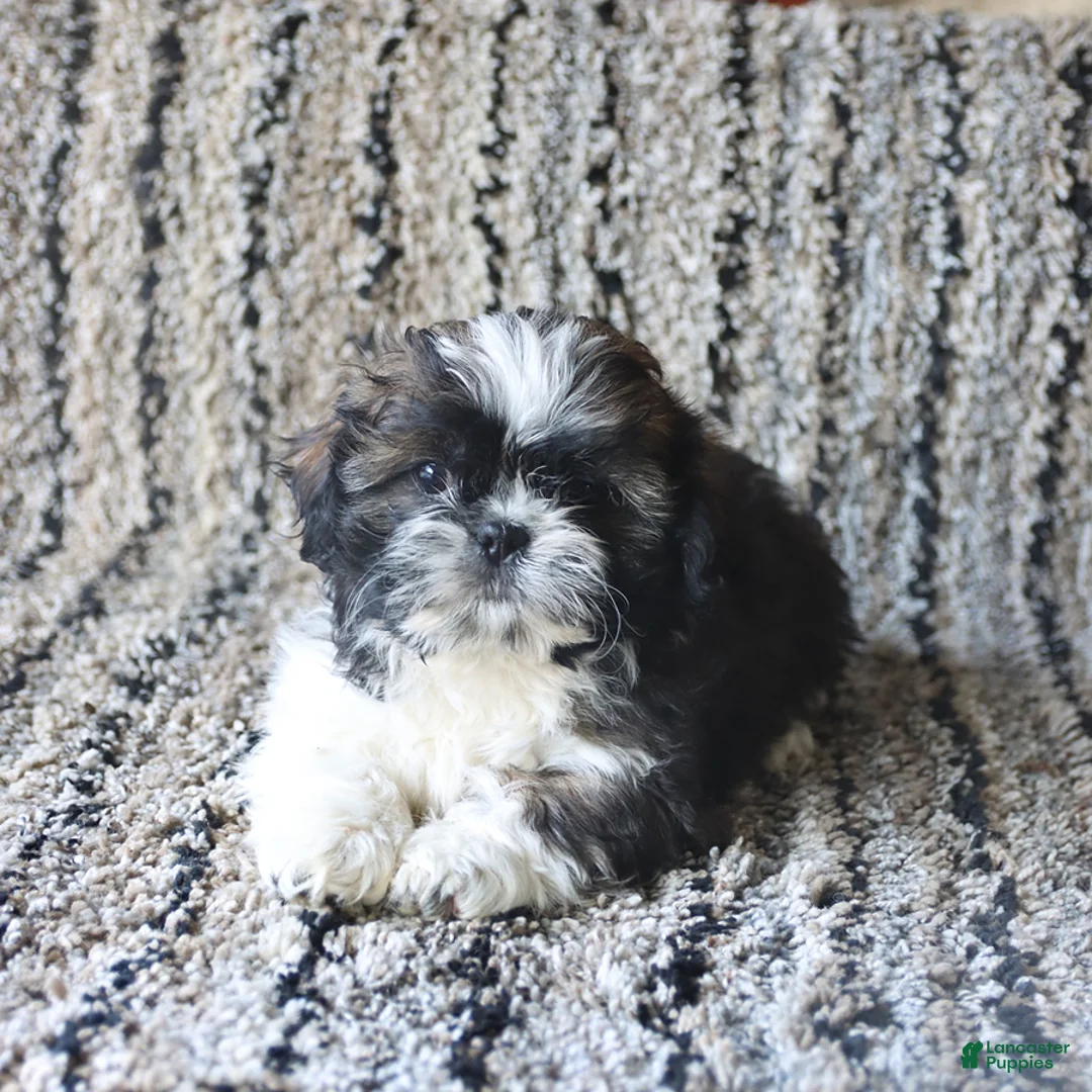 Shih Tzu dogs for sale: Quincy - Ad 3