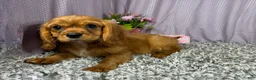 Cavalier King Charles Spaniel dogs for sale: Cavalier King Charles Spaniel 3 - Ad 6