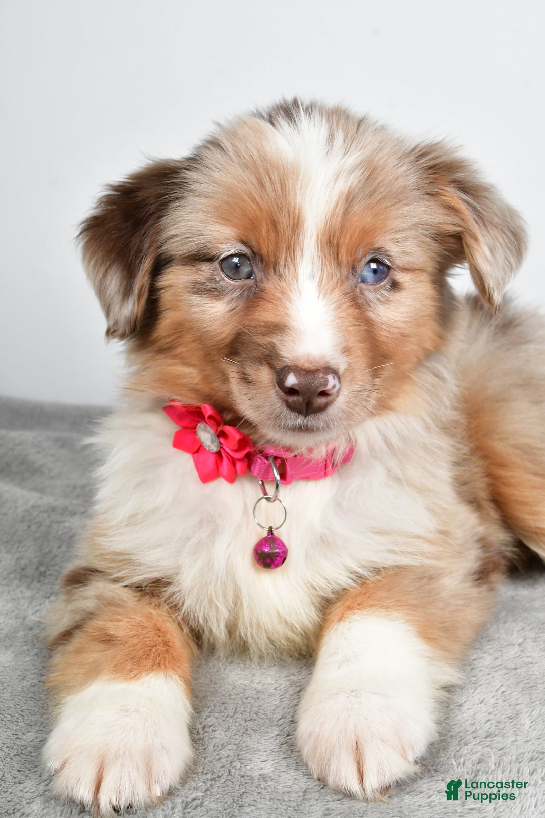 Miniature Australian Shepherd dogs for sale: June - Ad 6