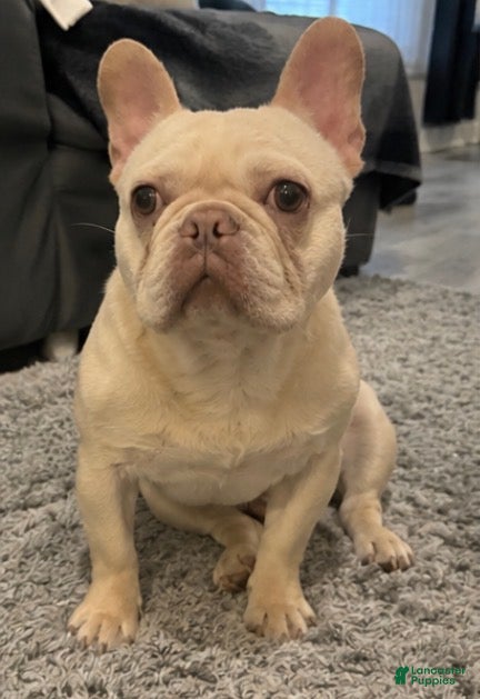 French Bulldog dogs Marshmallow  - Ad 2