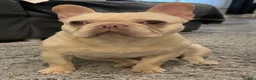 French Bulldog dogs for sale: Marshmallow  - Ad 2