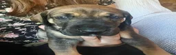 Great Dane dogs for sale: Waverly - Ad 3