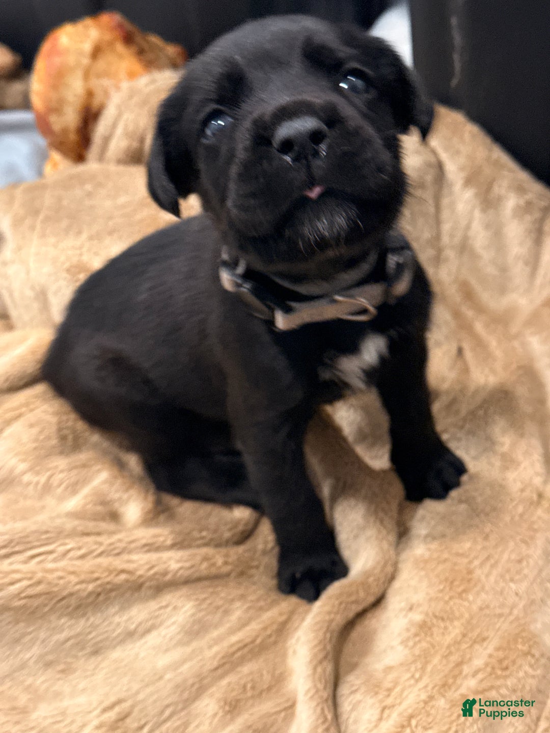 Cane Corso dogs for sale: Storm (Tan) - Ad 1