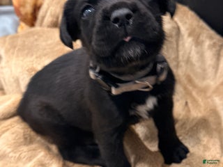 Cane Corso dogs Storm (Tan) - Ad 22