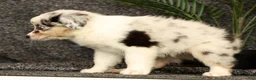 Miniature Australian Shepherd dogs for sale: Missy - Ad 3
