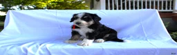 Bernedoodle dogs for sale: Sasha - Ad 8