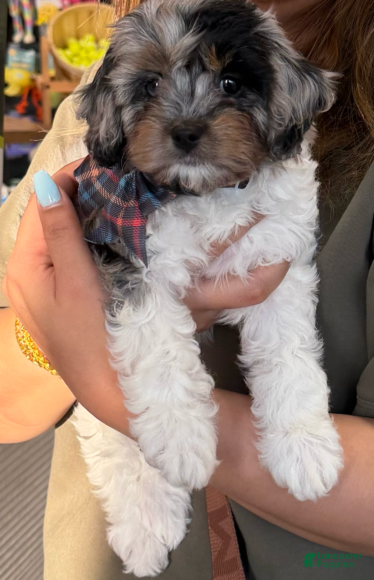 Cavapoo dogs Sunday  - Ad 2