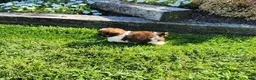 Shihpoo dogs for sale: Luigi - Ad 4