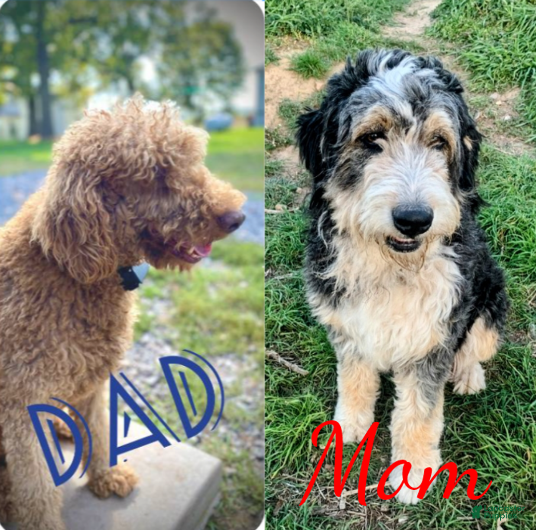 Bernedoodle dogs for sale: Bailey - Ad 5