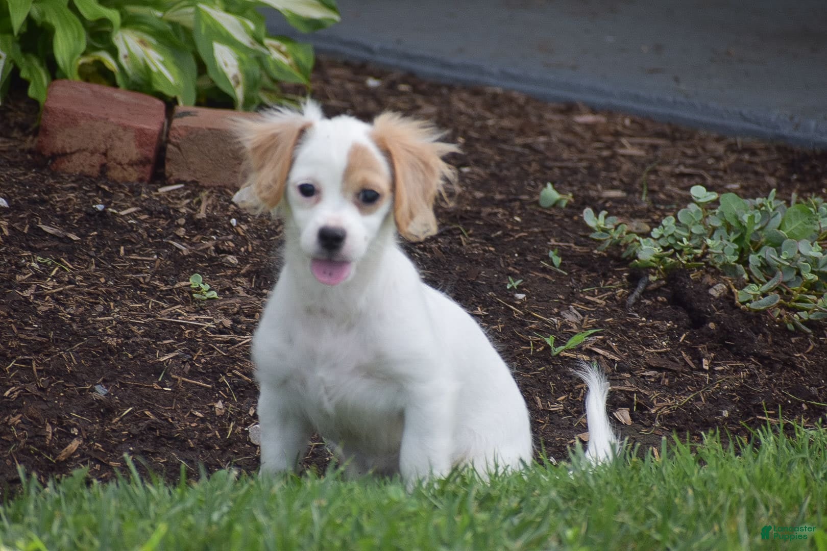 Mixed Breed dogs Mariah - Ad 35