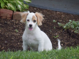 Mixed Breed dogs Mariah - Ad 34