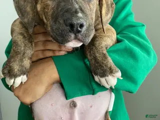 Mixed Breed dogs Mixed Breed Puppy 2 - Ad 42