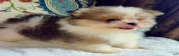 Mixed Breed dogs for sale: Designer Breed Yorkishire Terrier, Pomeranian Mix Puppy Male Ace - Ad 2