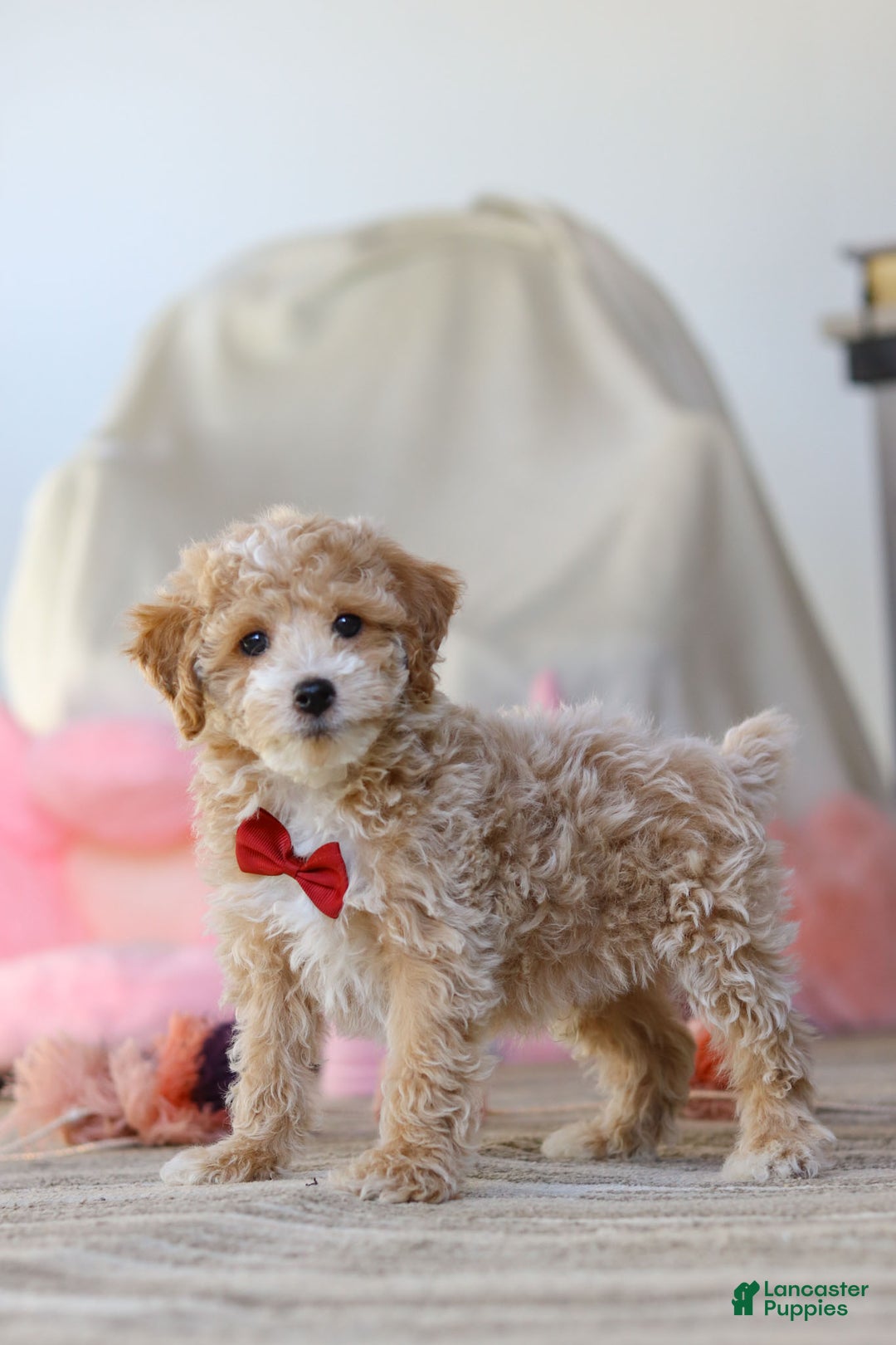 Miniature Poodle dogs for sale: Teddy - Ad 1