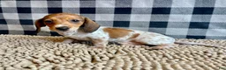 Miniature Dachshund dogs for sale: Nellie - Ad 5