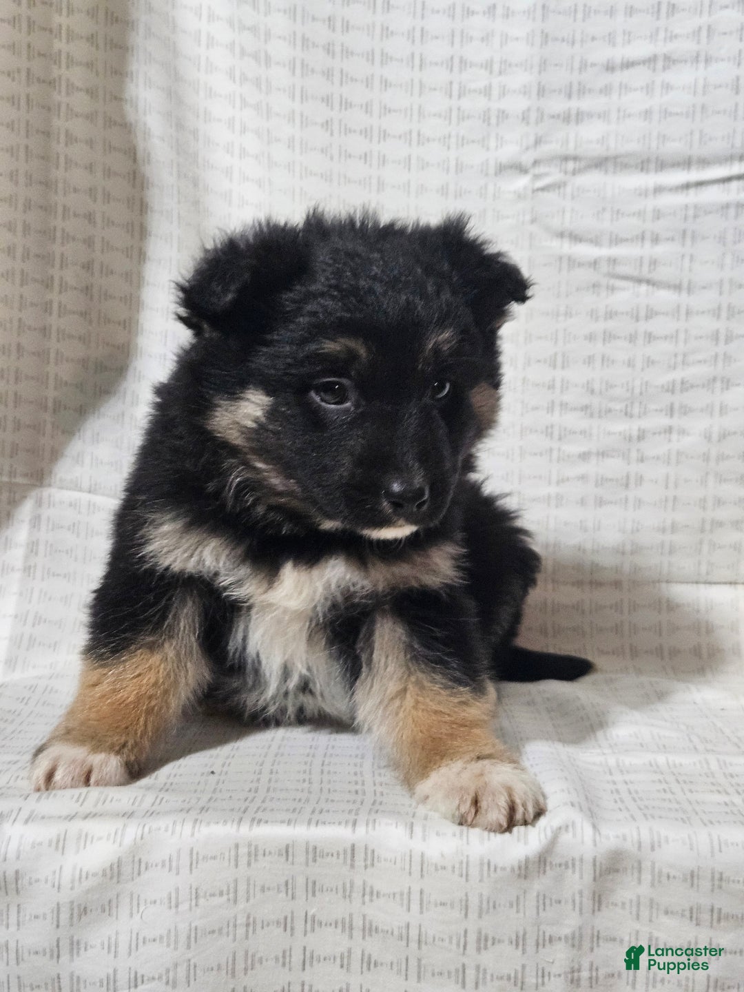 Mixed Breed dogs for sale: Brady - Ad 8