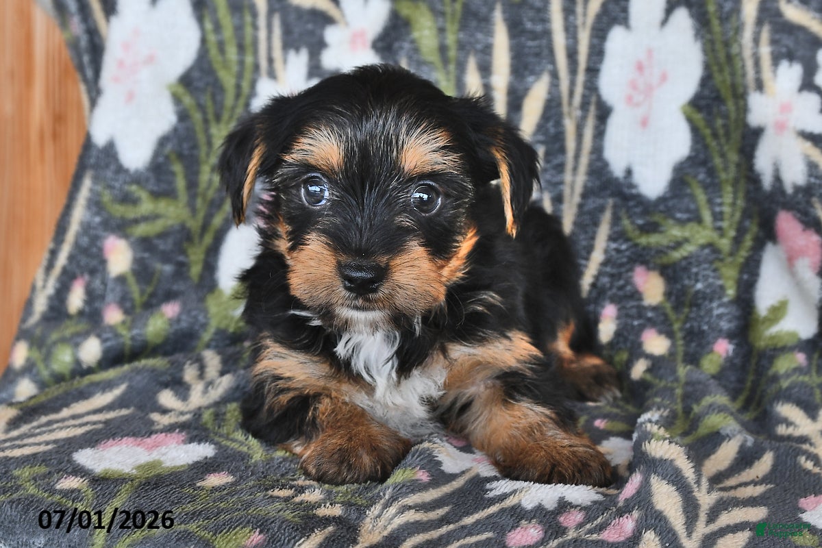 Mixed Breed dogs Raymond - Ad 1