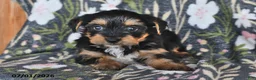 Mixed Breed dogs for sale: Raymond - Ad 1