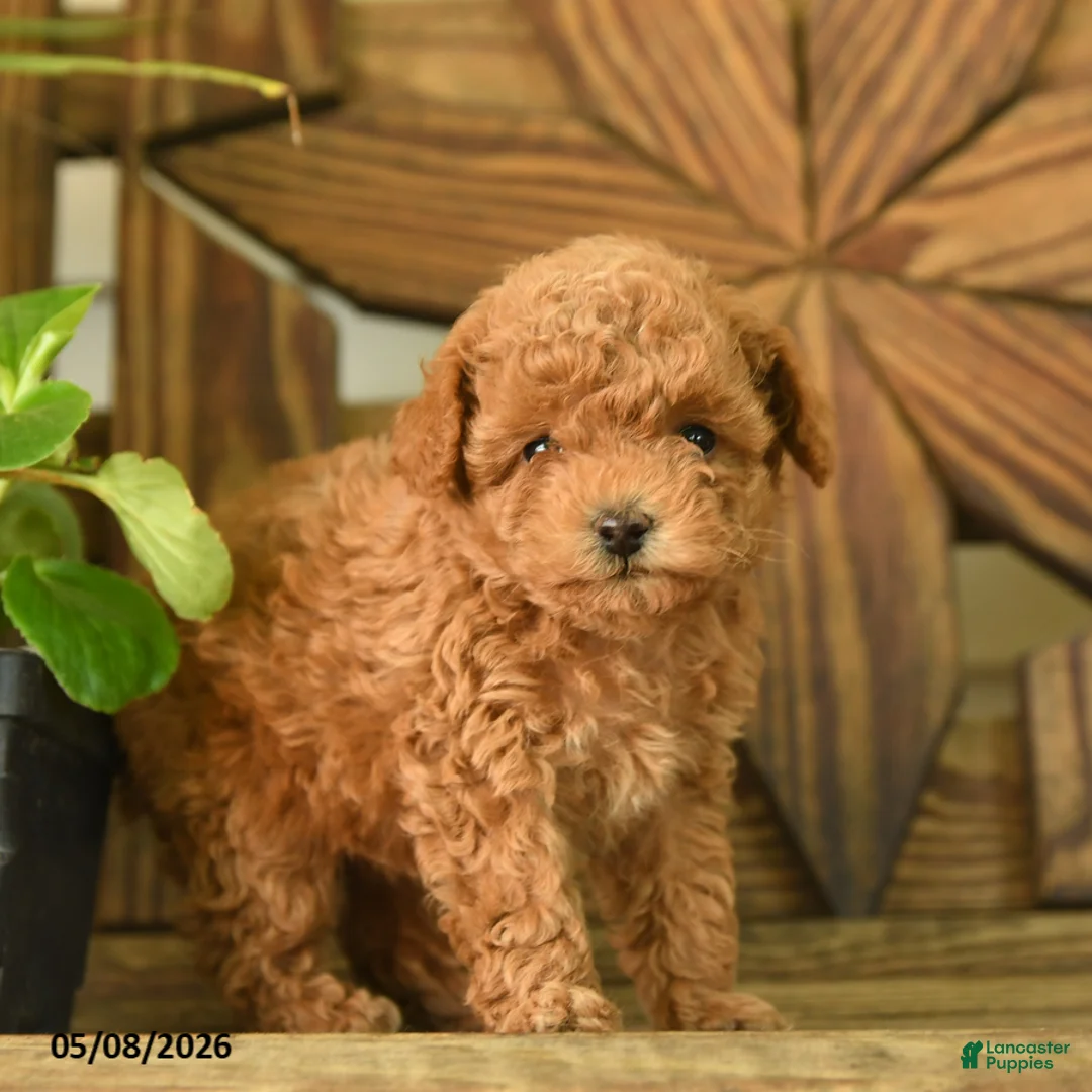 Toy Poodle dogs for sale: Patty - Ad 3