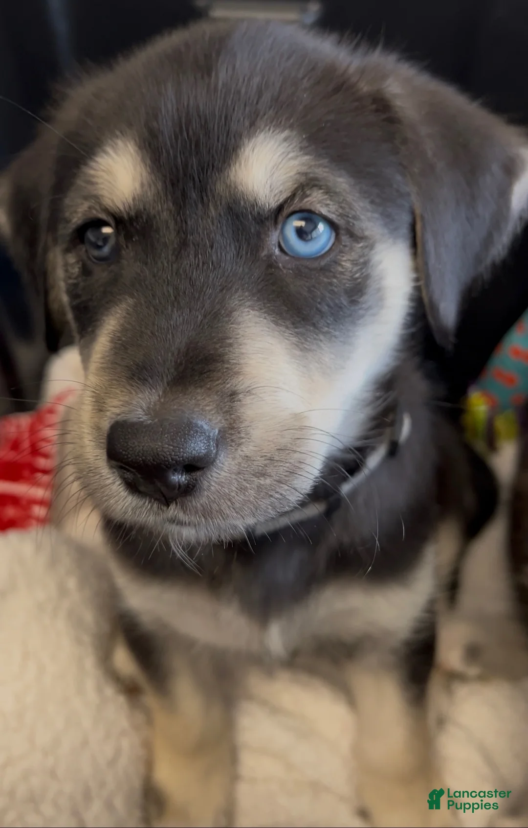 Goberian dogs for sale: Goberian Puppy 8 (Grey) - Ad 2